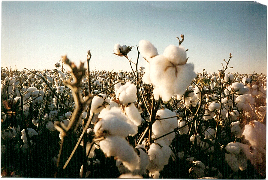 cotton fluff